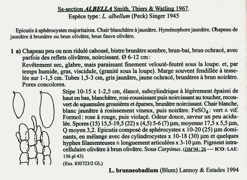 Leccinum crocipodium  (letellier)  Watling